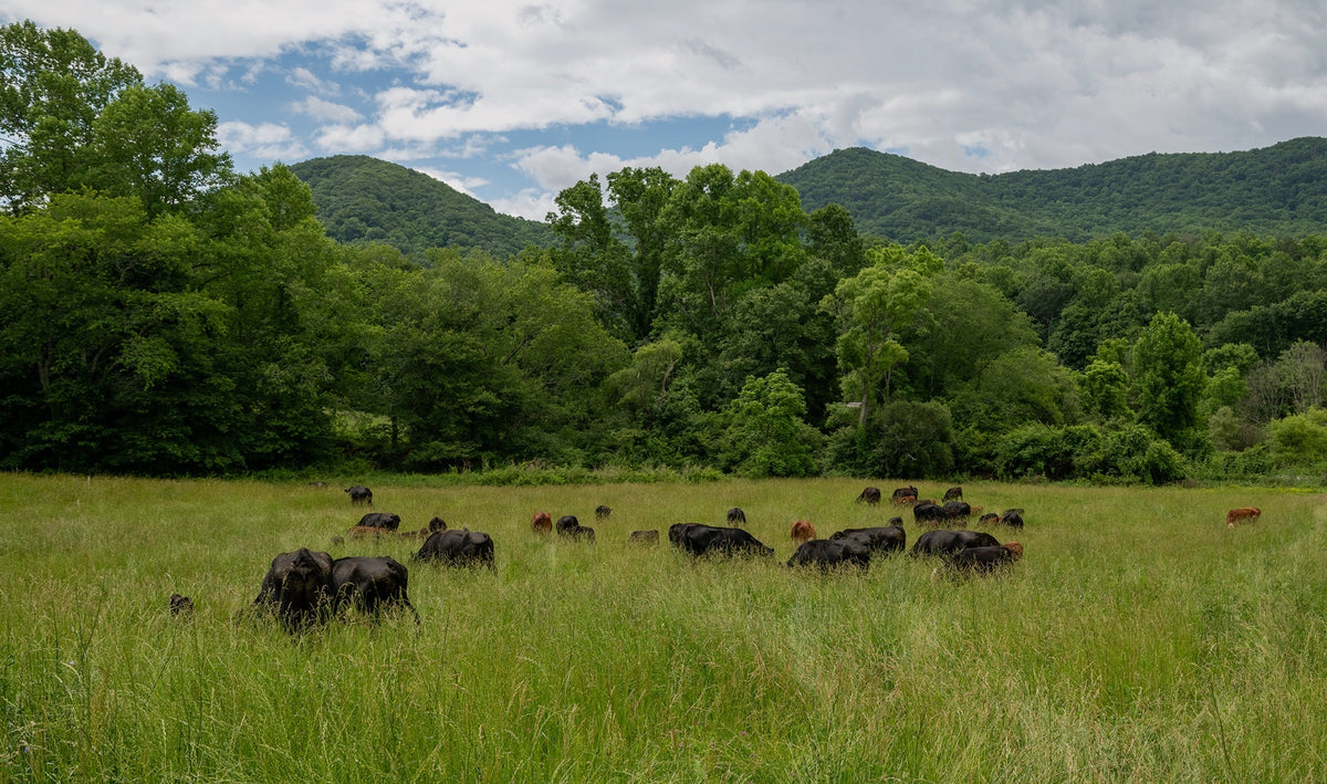 Cattle grazing in a sprawling green pasture with wildflowers and forested hills