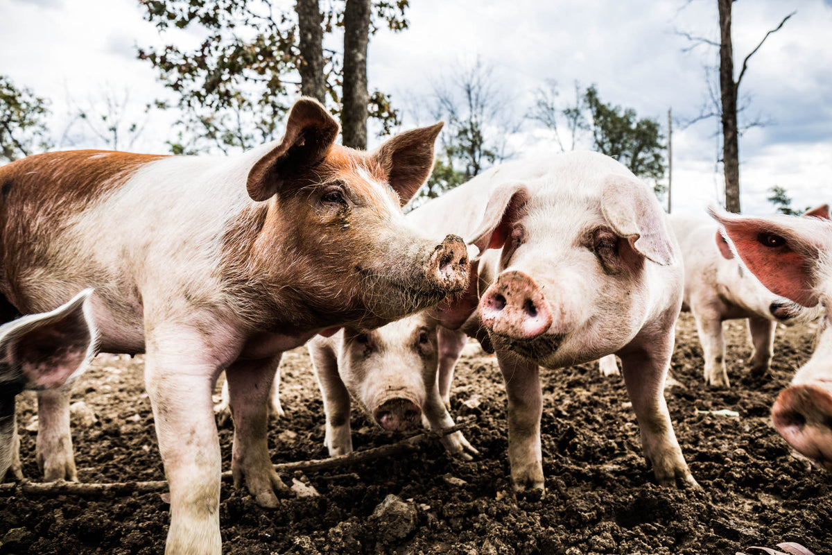 Pigs raised outdoors on pasture at the Rittenbery farm